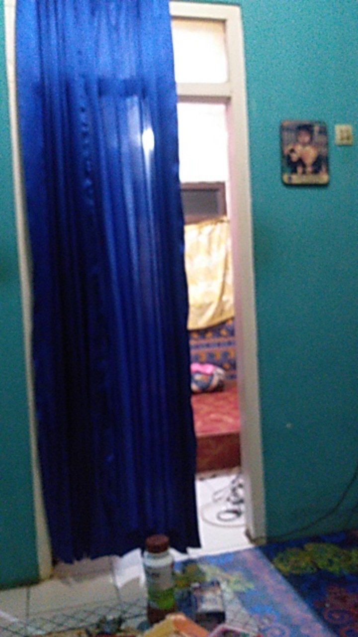 Paket 5 Bibit Tanaman Bidara Bibit Benih Tanaman Daun Biadara Arab