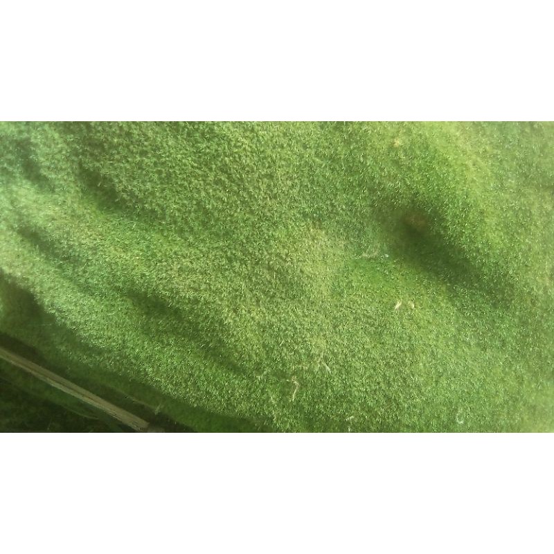 

moss kering/hidup