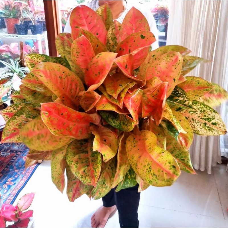 Aglaonema big roy mutasi / Aglonema big roy florist nursery / Aglonema big roy (Tanaman hias aglaone