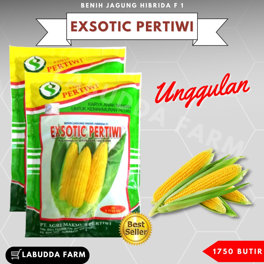 Bibit Jagung Manis - Benih Jagung Manis - Bibit Jagung Hibrida - Benih Jagung Hibrida - Jagung Popcron  Jasuke - Exsotic Pertiwi Jagung Manis Hibrida 1750 butir