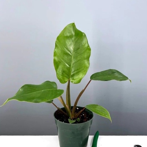 tanaman hias philodendron jungle fever