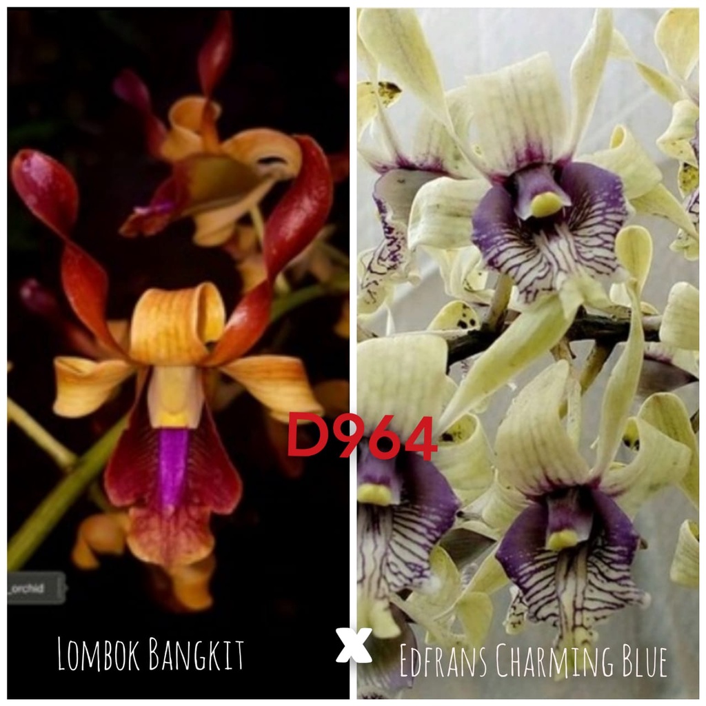 Dendro Kriting silangan Lombok Bangkit X Edfrans Charming Blue