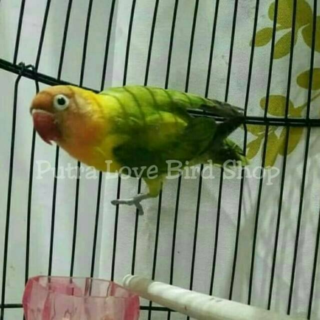 

Love Bird Gd Dakun Dewasa Siap Ternak