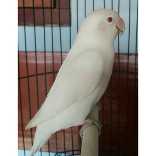 Jual Burung Lovebird Love Bird Albino Mata Merah Banyak Pilihan