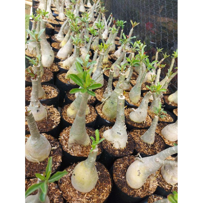 Adenium Tumpuk Size B