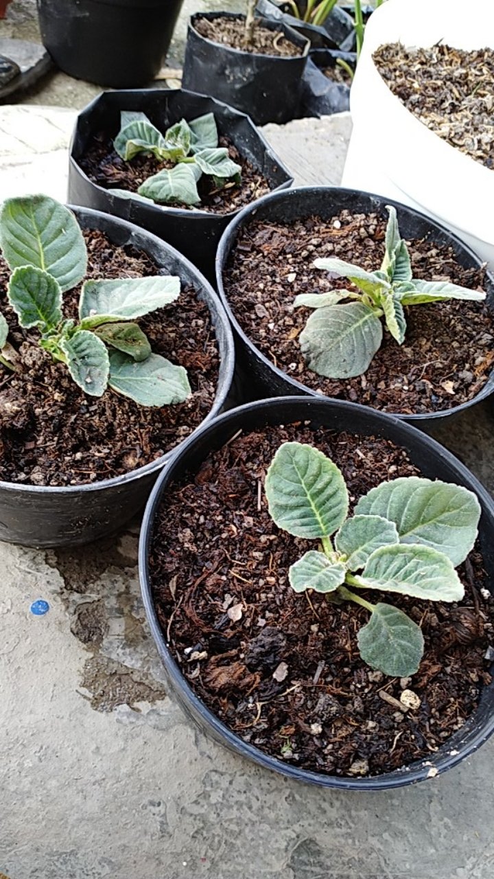 Tanaman Hias - Bunga Gloxinia - Warna Random