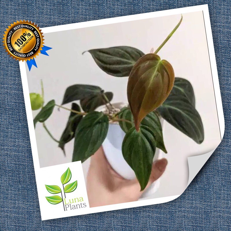 Tanaman hias philodendron melano lokal / philodendron mican