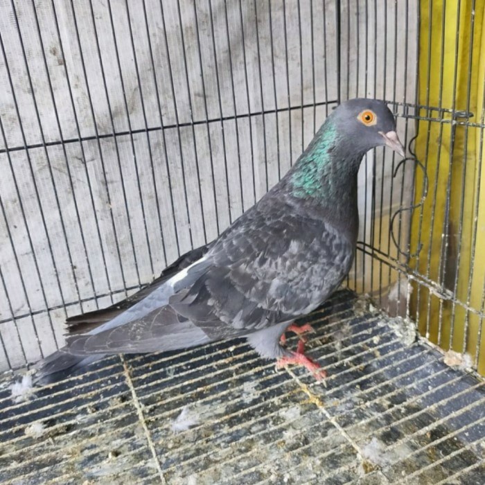 BURUNG DARA BETINA SIZE INDUKAN, SIAP KAWIN