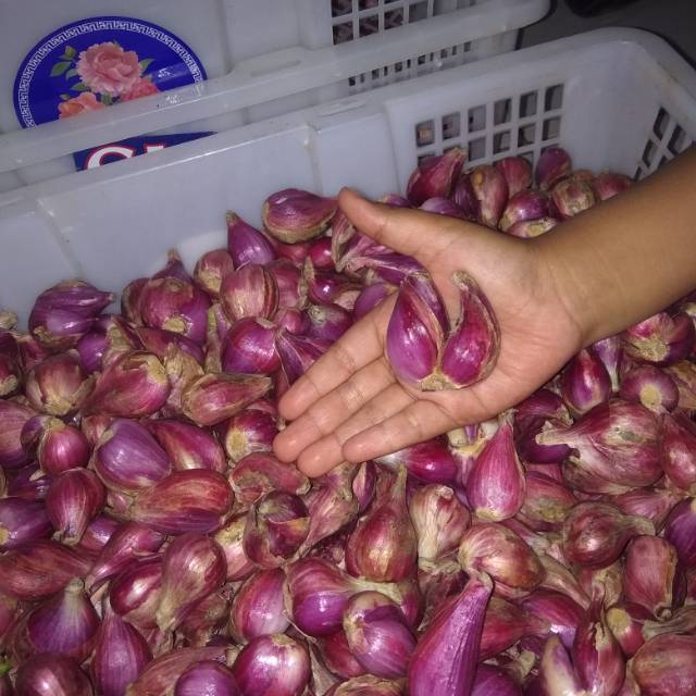

Bawang merah asli Brebes super