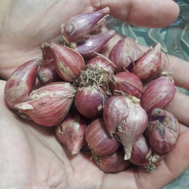 

Bawang Merah