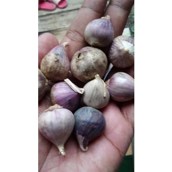 

✸Terkini✹➭ Bawang Putih Tunggal ukuran Besar ( 1 kg) 41 ➭