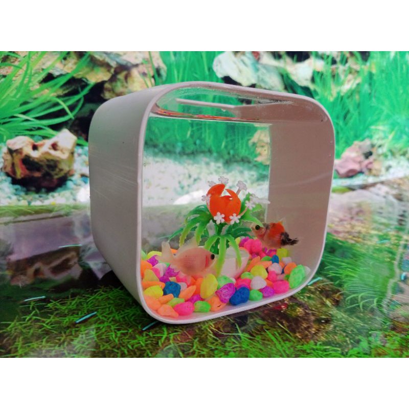 aquarium mini unik ikan cupang hias kura kura