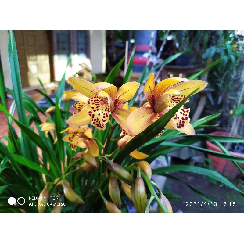 Cymbidium chen ruby Cymbidium ausy