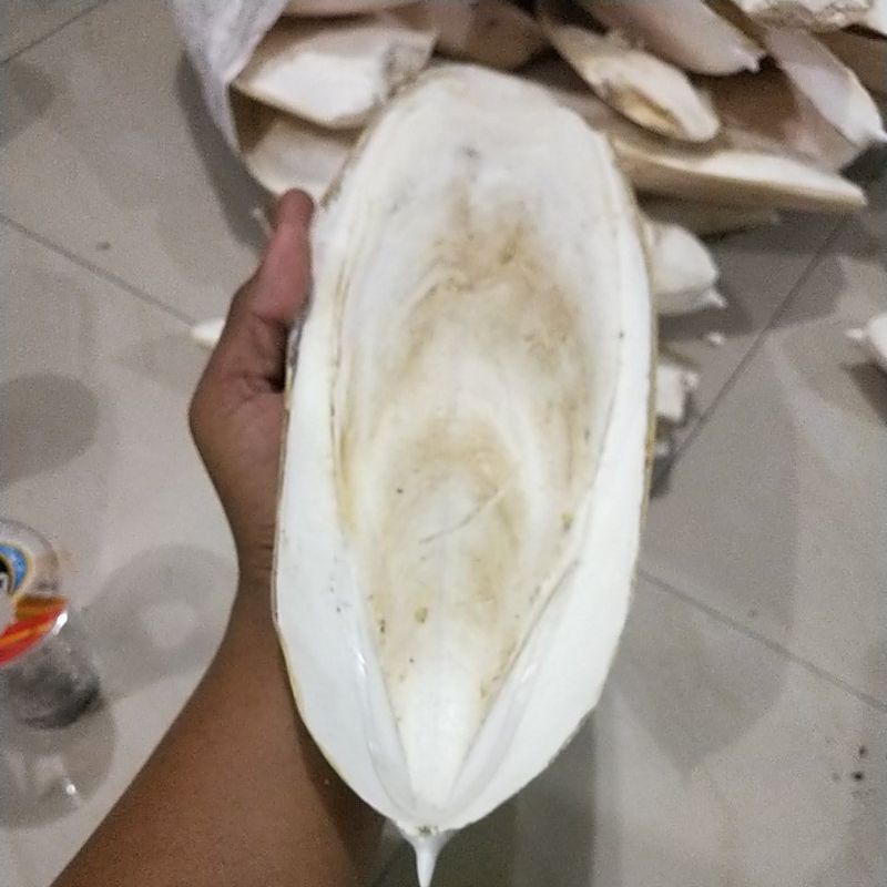 TULANG SOTONG ASINAN BURUNG  KEMASAN  TULANG SOTONG JUMBO TULANG SOTONG BESAR asinan burung tulang s