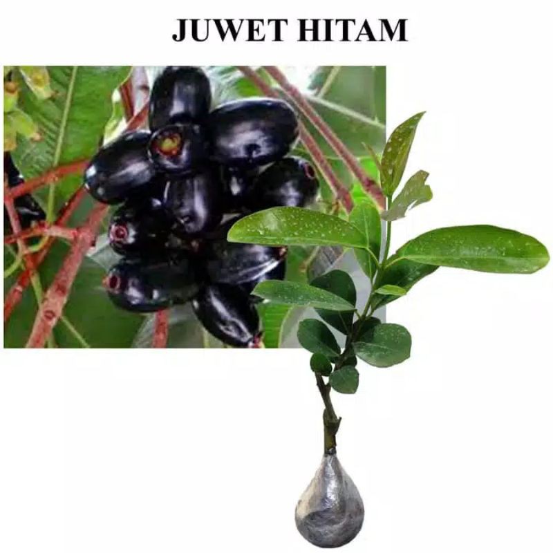 BIBIT JUWET/JAMBLANG HITAM SUPER (beli 5 gratis 1)