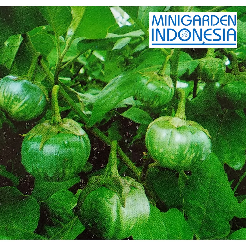 100 Benih Terong Hijau Mini Pondoh Bintang Asia Bibit Tanaman Sayuran