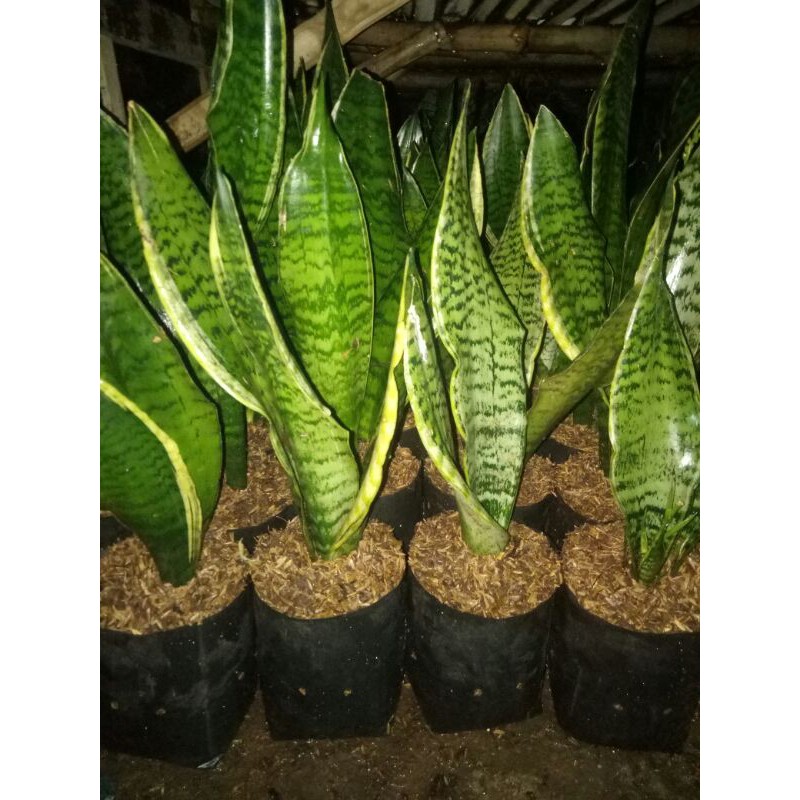 tanaman hias sansivera superba-tanaman hias sansivera futura superba-sansivera futura superba