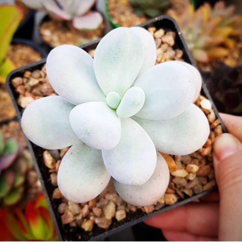 Sukulen Moonstone Pachyphytum Oviferum medium