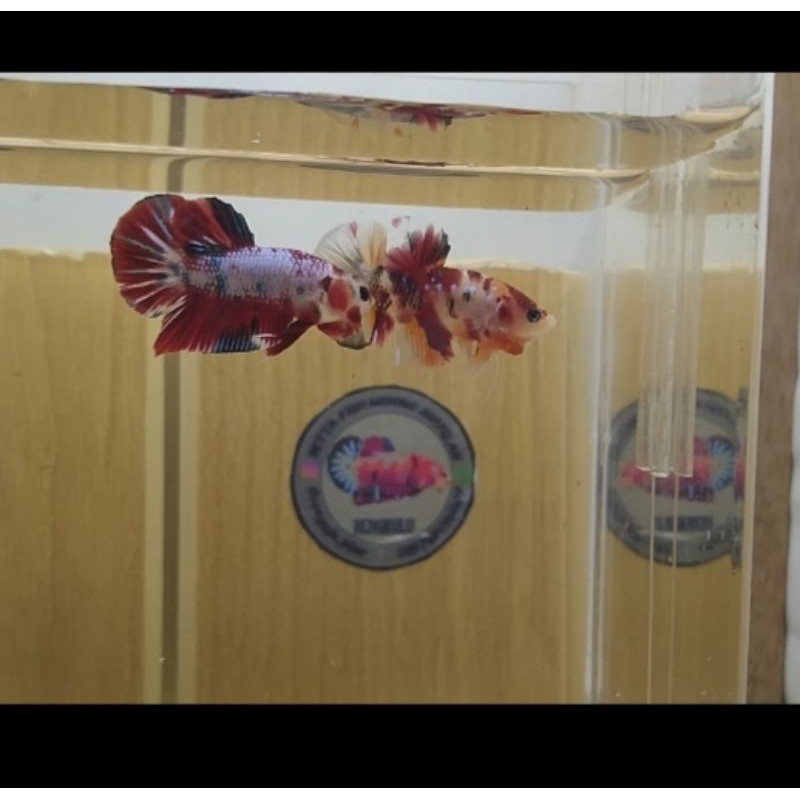 

ikan cupang hias plakat