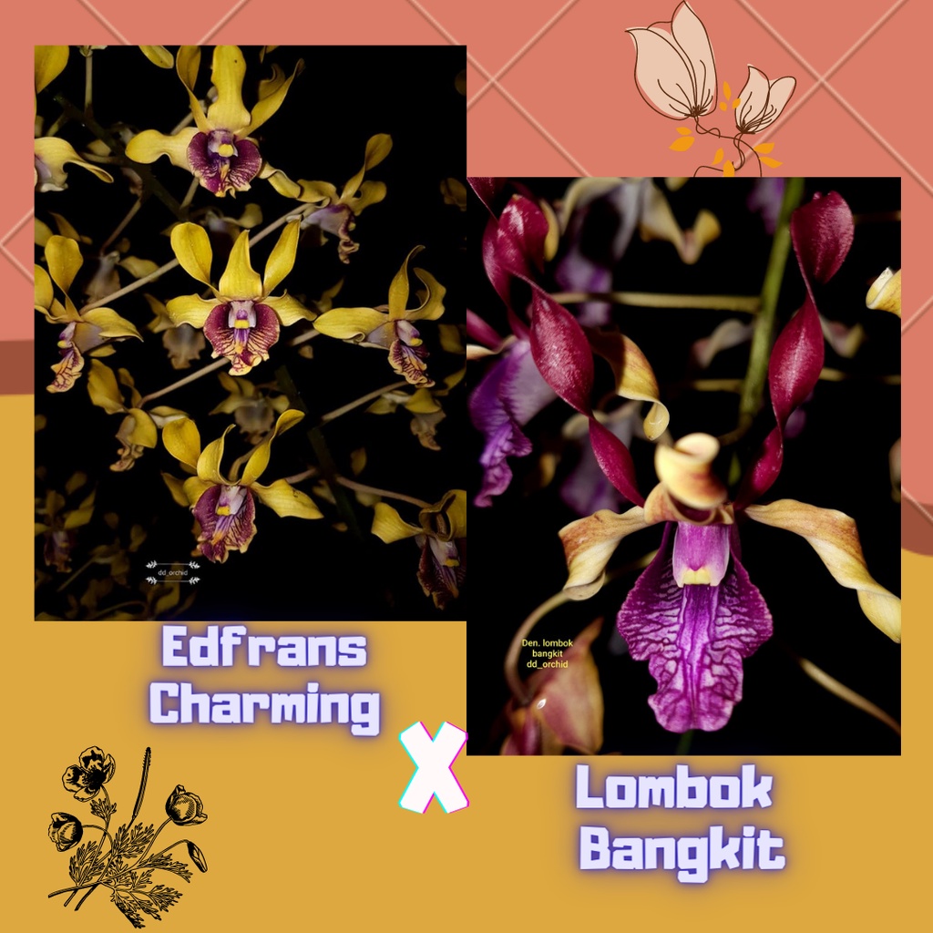 DD Orchid Seedling Dendrobium Edfrans Charming X Lombok Bangkit