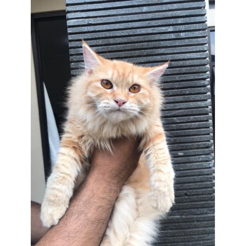 kucing mainecoon x nurwegian