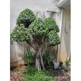 Tanaman hias Bonsai Beringin Korea / BERINGIN KOREA