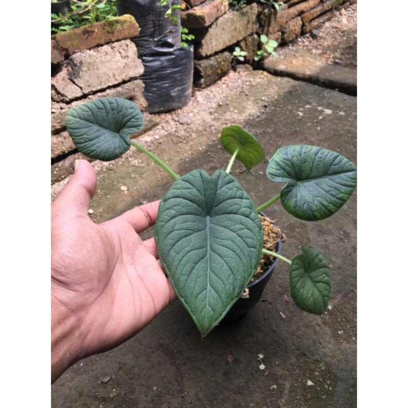 Alocasia Melo Badak / Rhino Skin