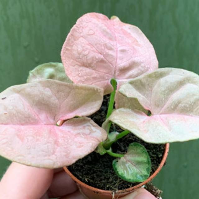 Keladi Flying Garuda Caladium Sp Shopee Indonesia