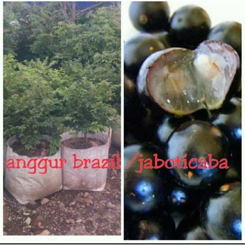 Bibit anggur BRAZIL JABOTICABA Besar