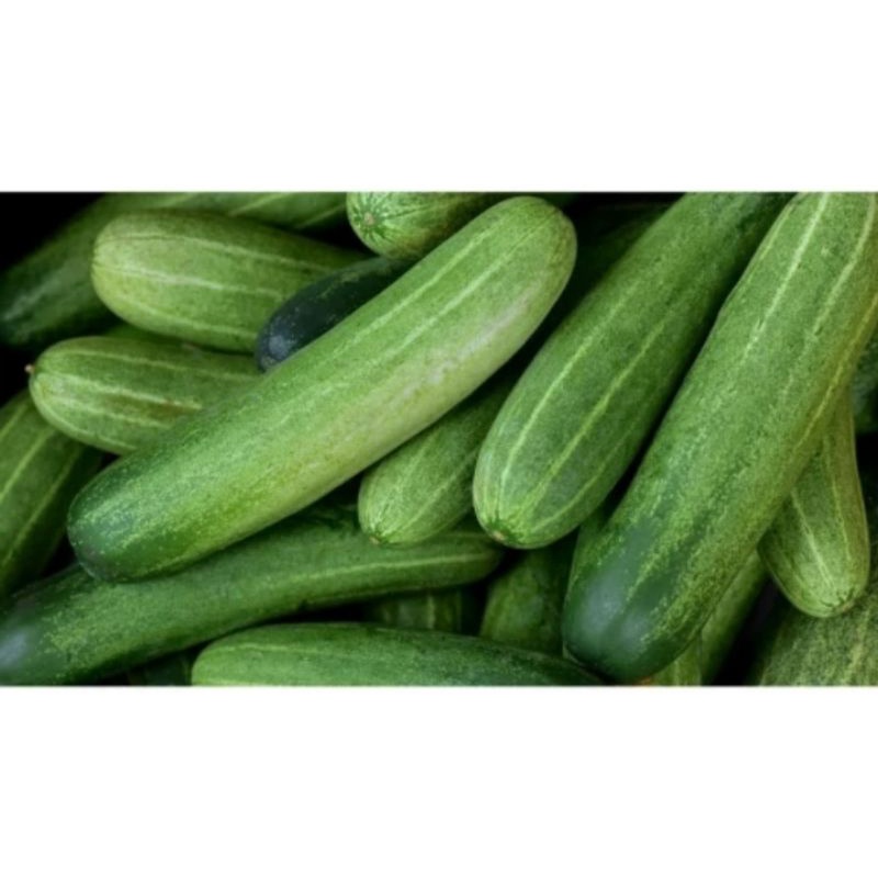 

Timun/Bonteng/LaLapan/250gram-500gram-1000gram