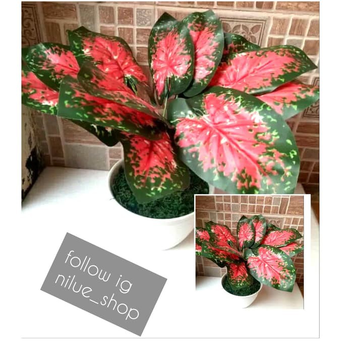 BURUAN BELI ARTIFICIAL TANAMAN AGRONEMA DAUN SRI REZEKI DENGAN POT TAWON PLASTIK BERKUALITAS