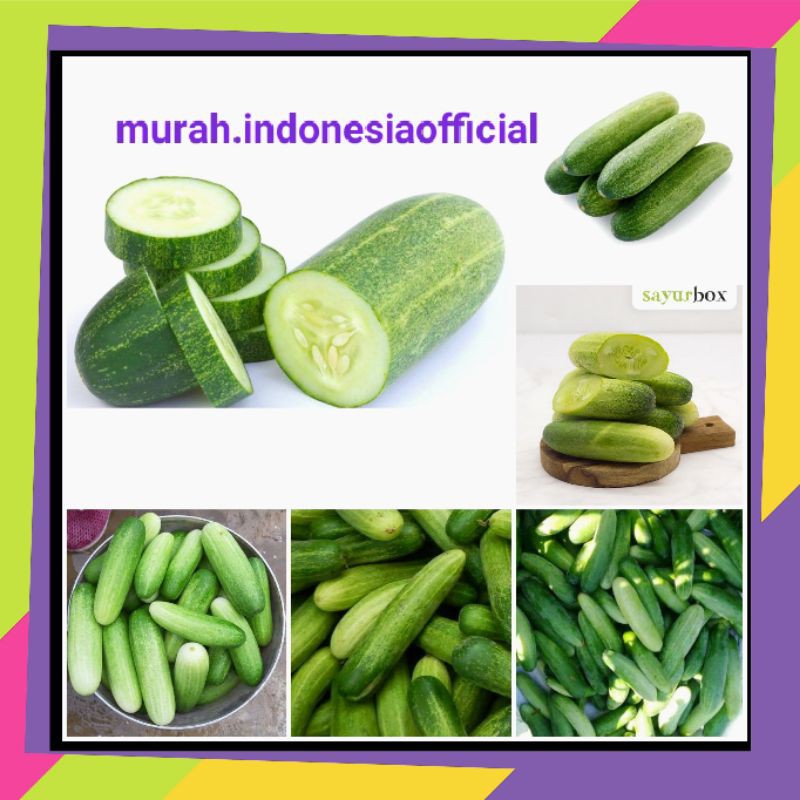 

Timun lokal organik fresh/mentimun acar petisan jus/timun lalap/Rempah/Masakan