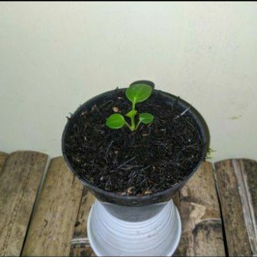 Bibit Tanaman Hias Anturium Jemani Mangkok Murah