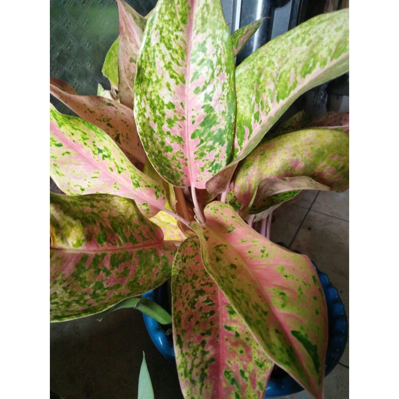 Tanaman Aglonema big roy lulaiwan(DEWASA)