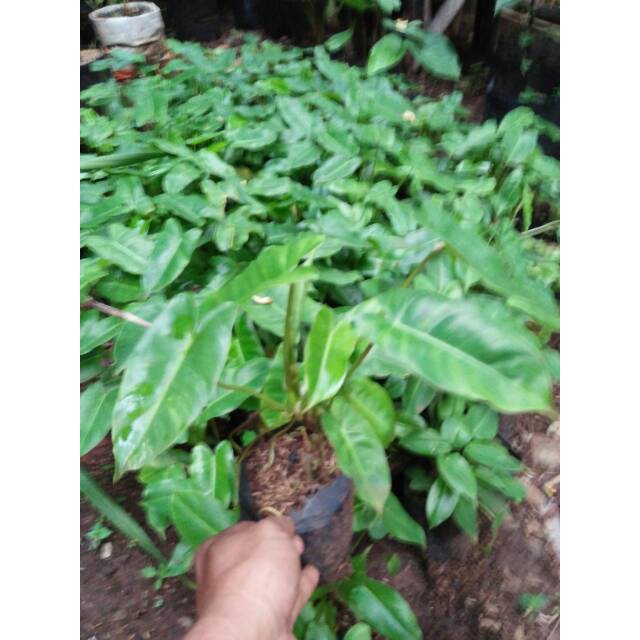 philodendrum burle marx, tanaman brekele
