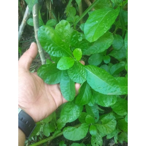 DAUN KENCANA UNGU/PELETEKAN 500gr