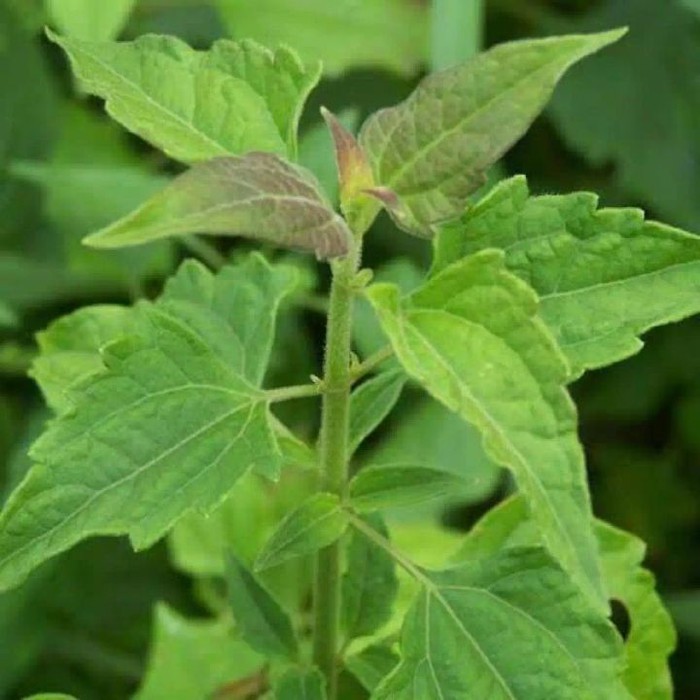 

jual daun balakcida daun herbal 500 gram