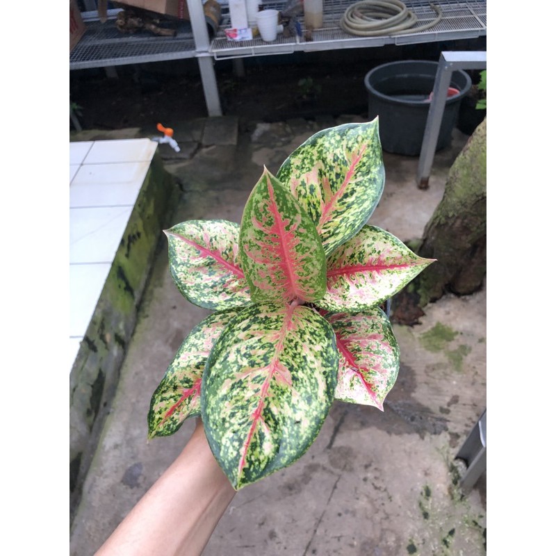 Aglonema sweet dream