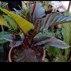 Bibit anthurium black beauty