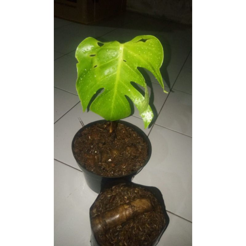 

bibit monstera king daun 1-2