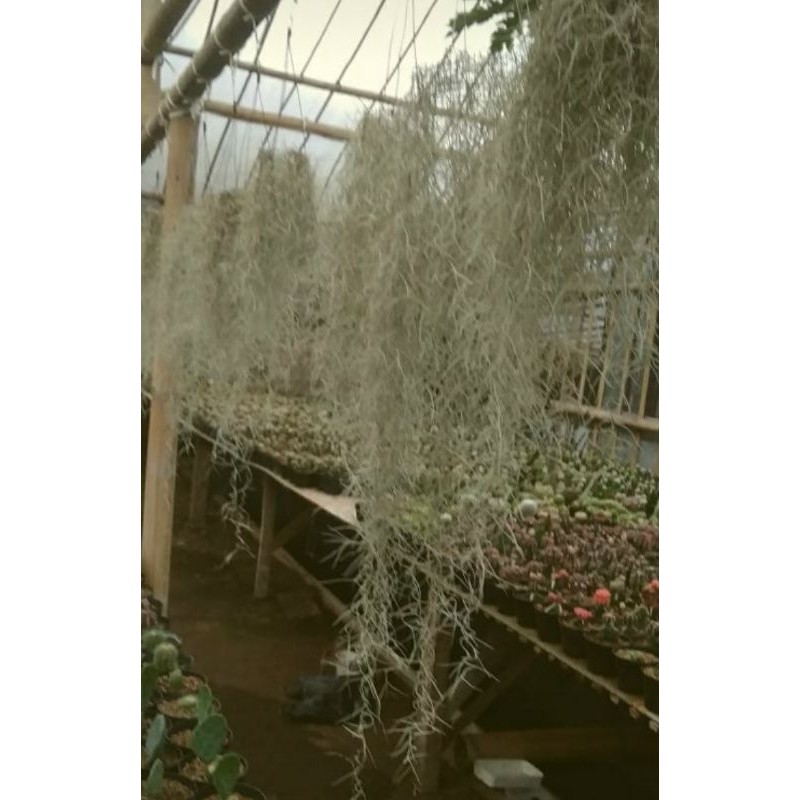 tylansia spanish moss