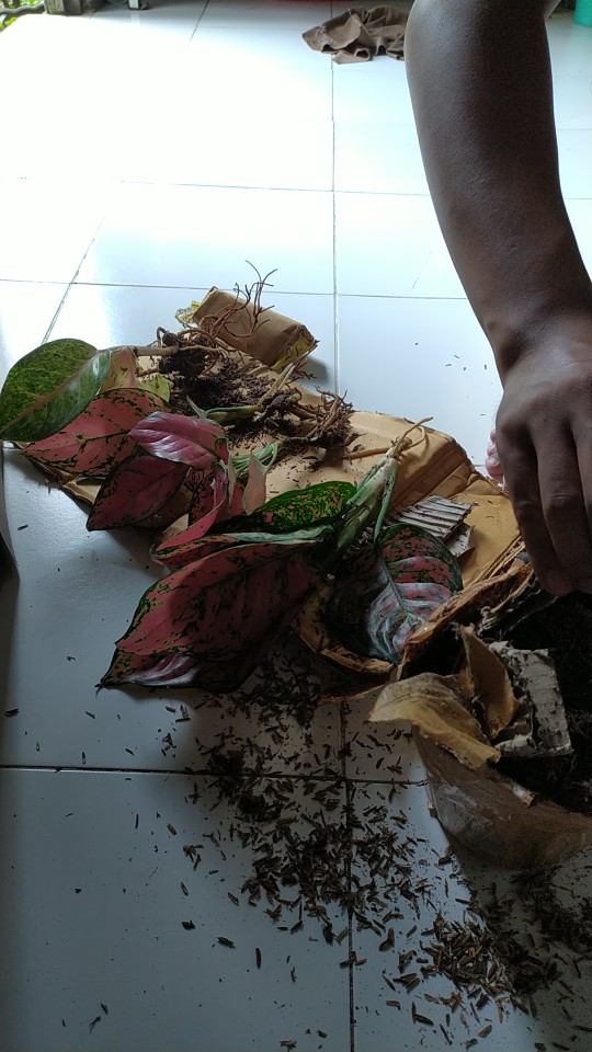 Aglonema Dud Anjamani Jumbo