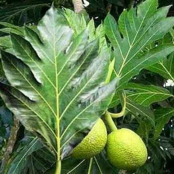 

daun sukun per100gram