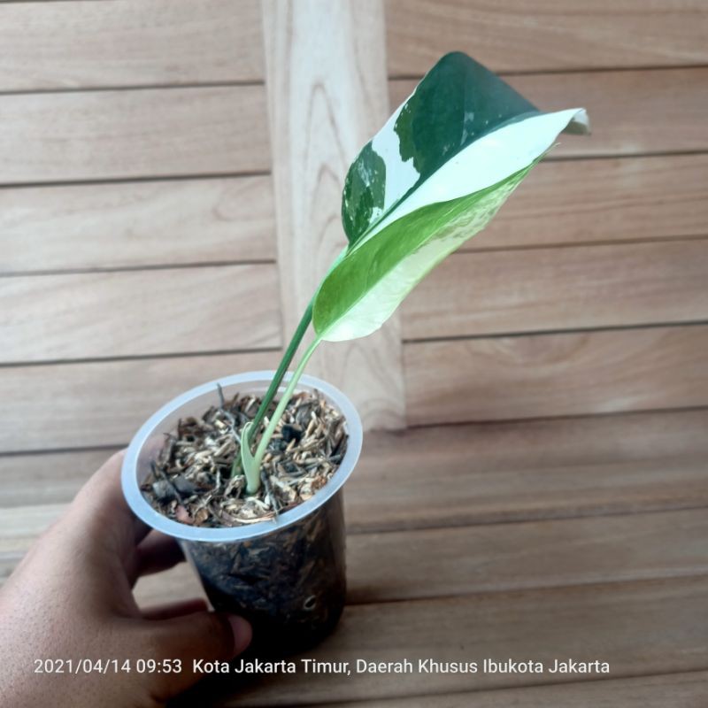 Epipremnum Variegata Corak Mewah Harga Murah