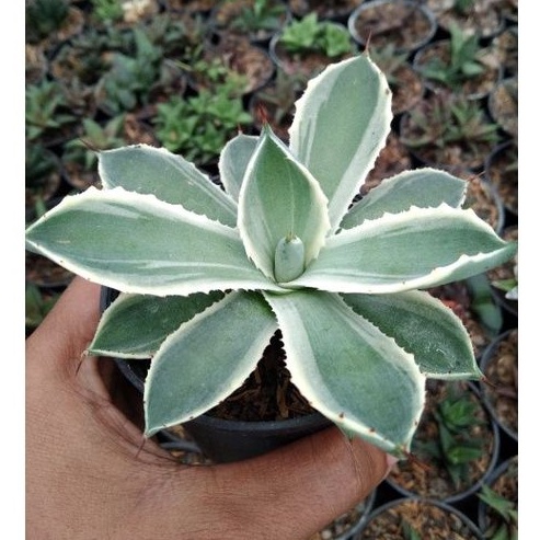 kaktus sukulen// agave potatorum