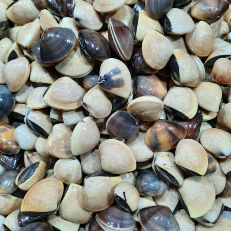 

Kerang tahu Fresh 1kg