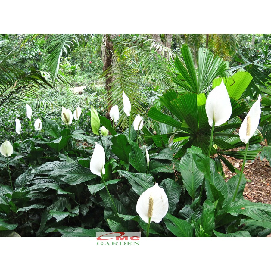 Tanaman Hias Pohon Sepatu Filum Peace Lily Spatyfhilum Floribundum Bunga Lili  Perdamaian PS-5060