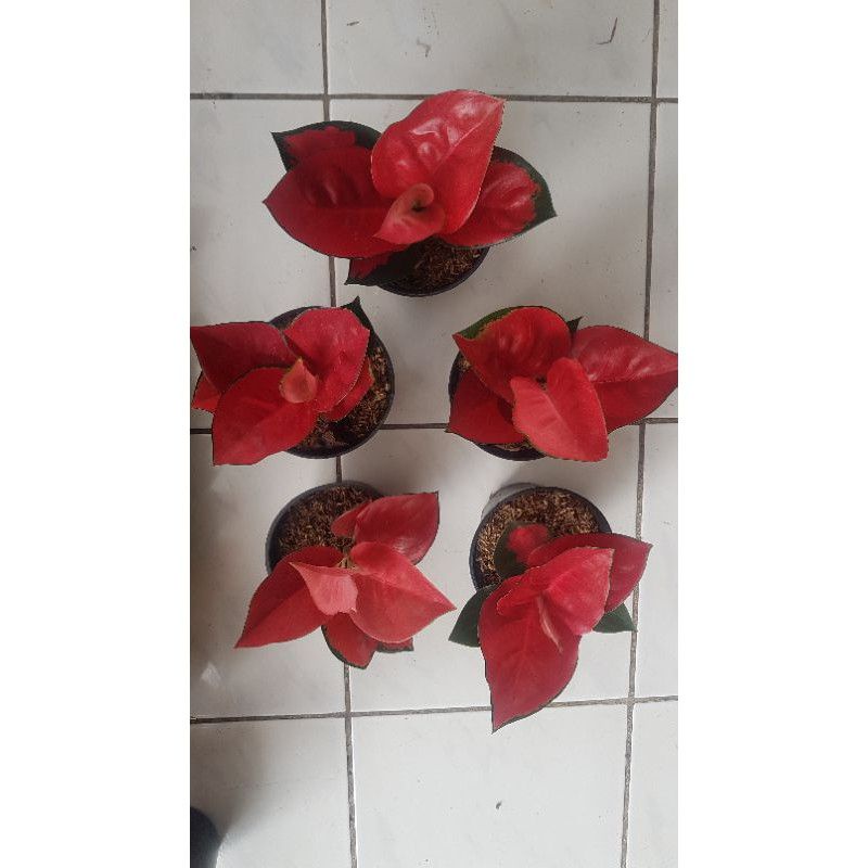 Aglonema Suksom Jaipong Dewasa