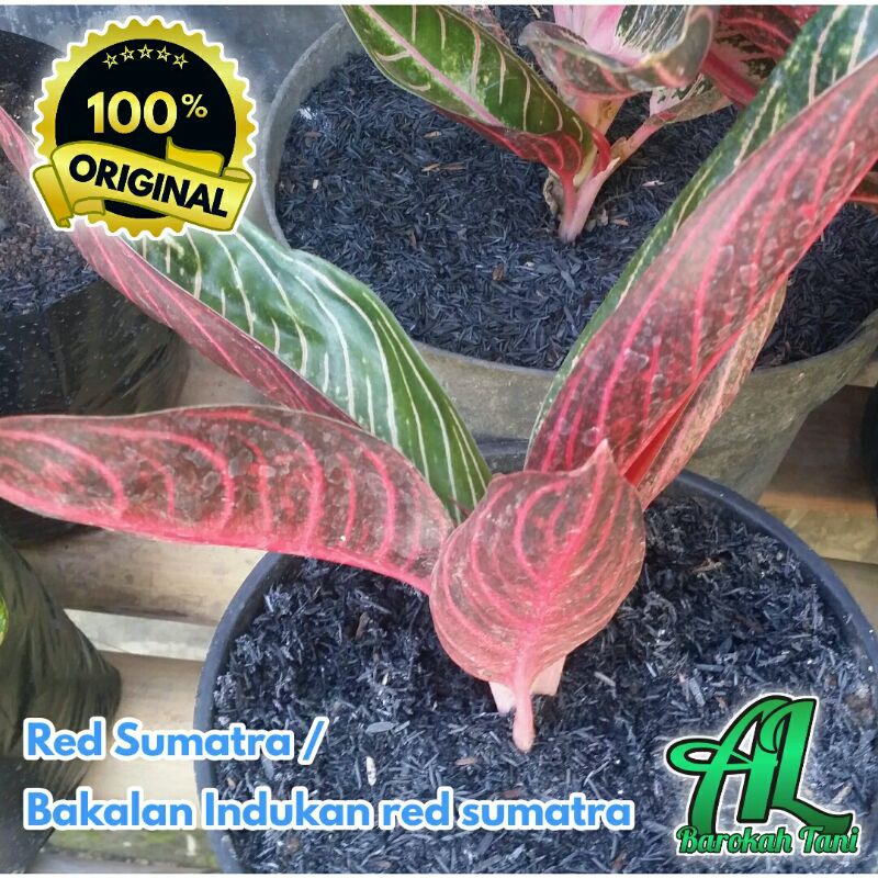 Aglonema red sumatara murah Dewasa, Remaja dan anakan bagus dan cantik pride of sumatra