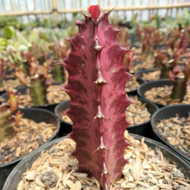 Kaktus sukulen trigona merah full set